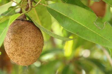 Sapodilla meyvesi ağaçta