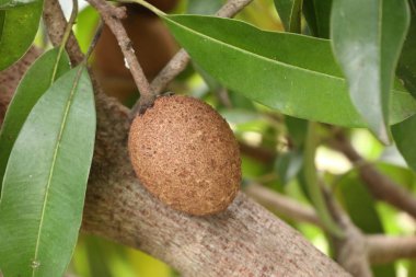 Sapodilla meyvesi ağaçta