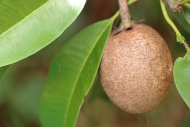 Sapodilla meyvesi ağaçta