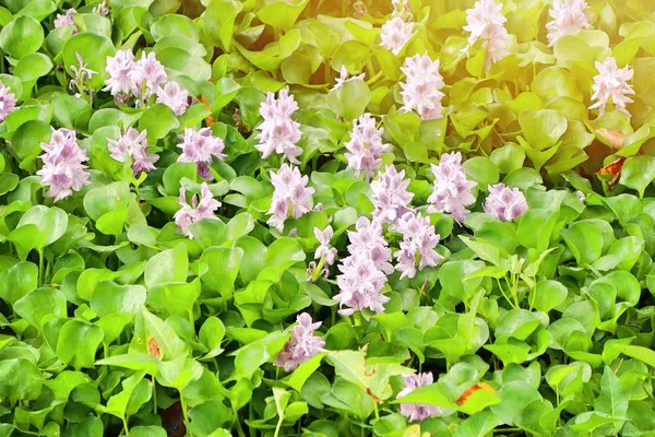 Water Hyacinth Field Canal — Stock Photo, Image