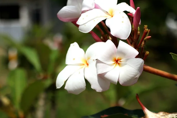 Fleurs Tropicales Frangipani Blanc — Photo