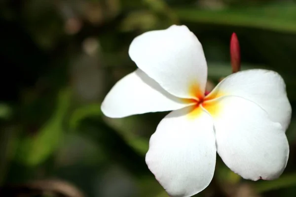 Tropik Çiçekler Beyaz Frangipani — Stok fotoğraf