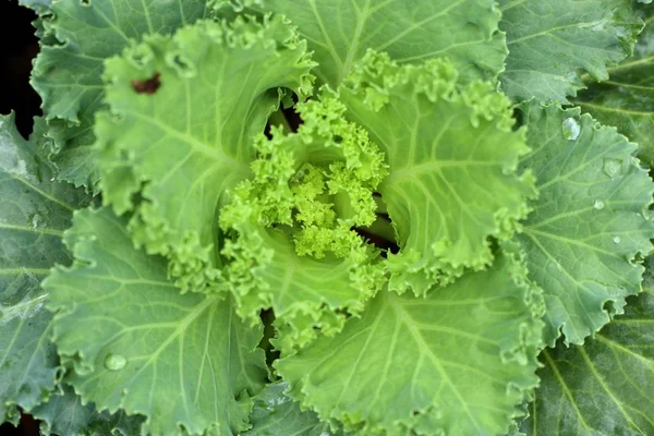 Cabbage Garden Tropical — Stock Photo, Image