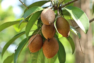 Sapodilla meyvesi ağaçta