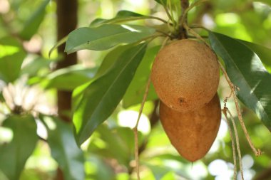 Sapodilla meyvesi ağaçta