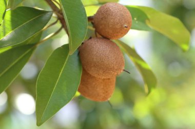 Sapodilla meyvesi ağaçta