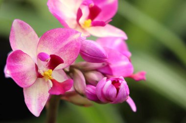tropikal Pembe orkide çiçek