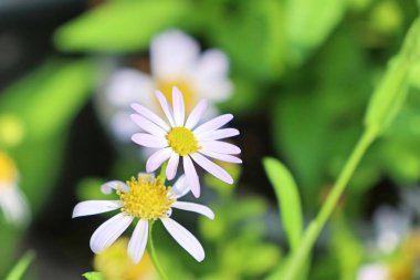 Tropikal Diasy çiçek