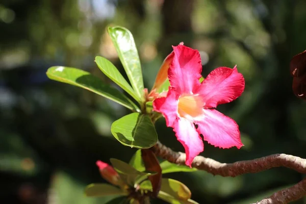 Fleurs Azalée Tropicales — Photo