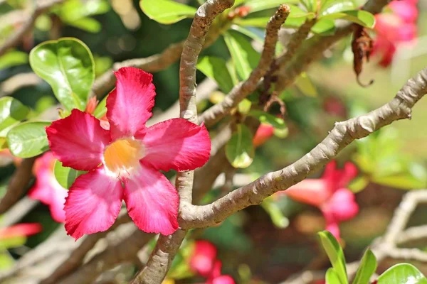 Azalea Blommor Tropiska — Stockfoto