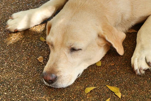 Σκυλί Λαμπραντόρ Στον Ύπνο — Φωτογραφία Αρχείου