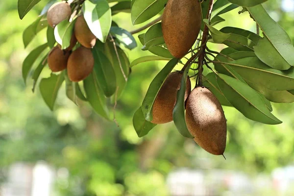 Sapodilla Fruit Tree — Stock Photo, Image