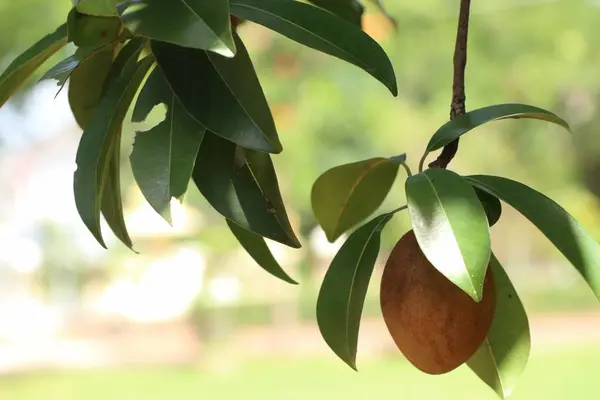 Sapodilla Fruit Tree — Stock Photo, Image