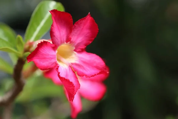 Azalea Blommor Tropiska — Stockfoto