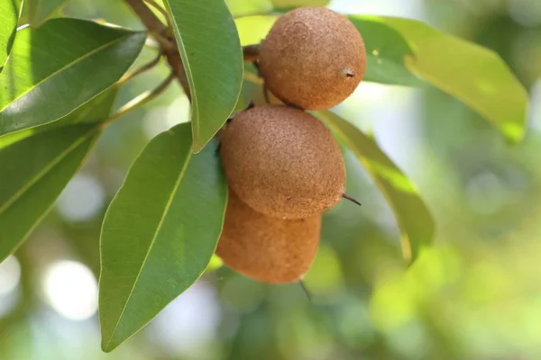 Sapodilla Fruit Tree — Stock Photo, Image