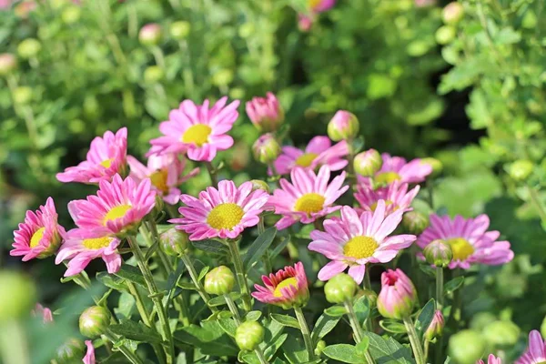 Tropikal Kasımpatı Çiçeği — Stok fotoğraf