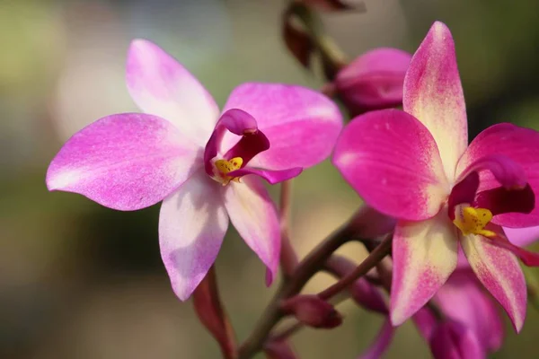 Rosa Orkidé Blomma Tropical — Stockfoto