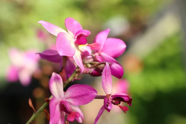 Różowy Kwiat Orchidei Tropikalnych — Zdjęcie stockowe