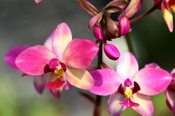 Flor Orquídea Rosa Tropical — Foto de Stock