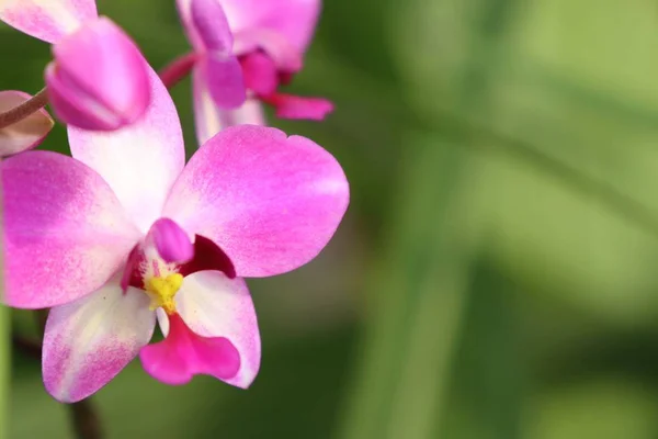 Flor Orquídea Rosa Tropical — Foto de Stock