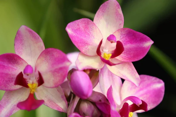 Różowy Kwiat Orchidei Tropikalnych — Zdjęcie stockowe