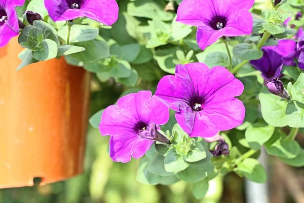 Petunienblüten Tropischen Farben — Stockfoto