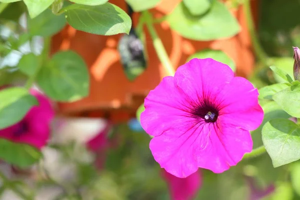 Petunia Bloemen Tropische — Stockfoto