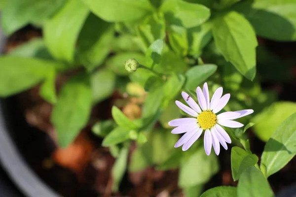 Flor Diasy Tropical — Fotografia de Stock