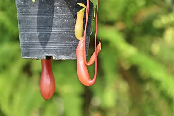 Nepenthes Veya Tropikal Sürahi Bitkiler — Stok fotoğraf