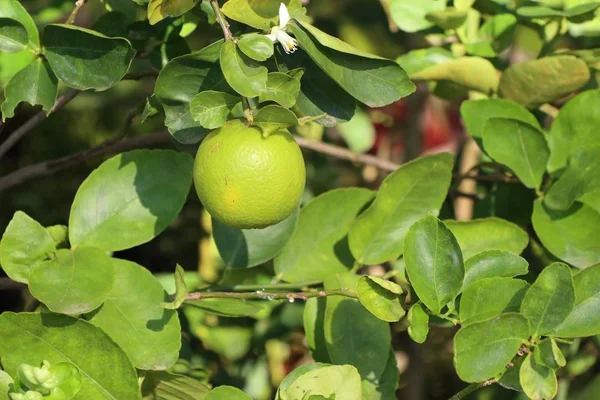 Árbol Limones Tropical — Foto de Stock