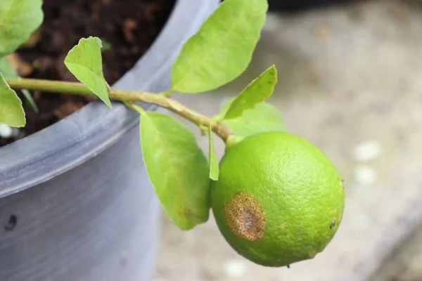 Árbol Limones Tropical — Foto de Stock