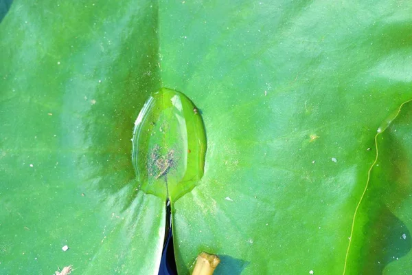 Lotus Yaprağı Üzerinde Damla — Stok fotoğraf