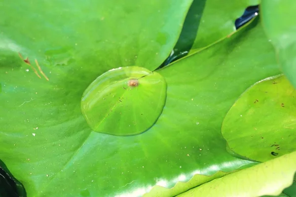 Drops Lotus Leaf — Stock Photo, Image