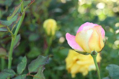 Tropikal güzel güller