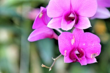tropikal Pembe orkide çiçek