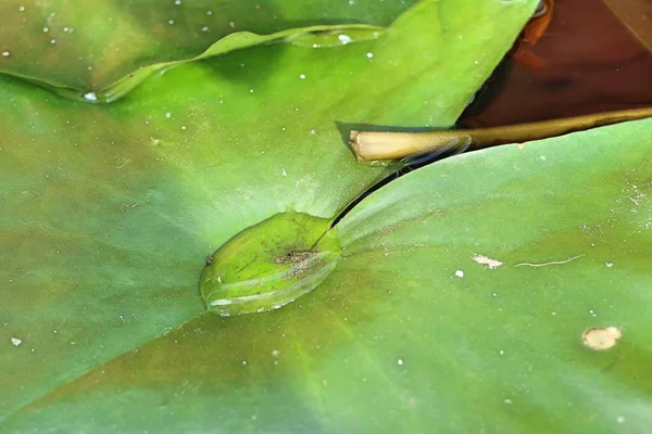 Druppels Het Blad Van Lotus — Stockfoto