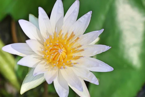 Schöne Lotusblumen Tropischen — Stockfoto