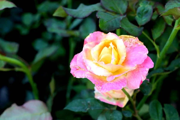 Beautiful Roses Tropical — Stock Photo, Image