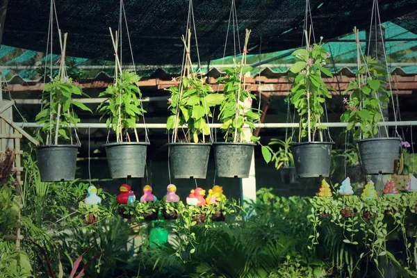 Shop Voor Tuinplanten — Stockfoto