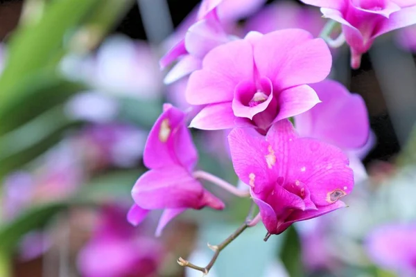 Roze Orchidee Bloem Tropische — Stockfoto