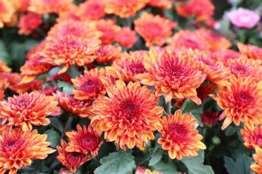 Tropikal kasımpatı çiçeği