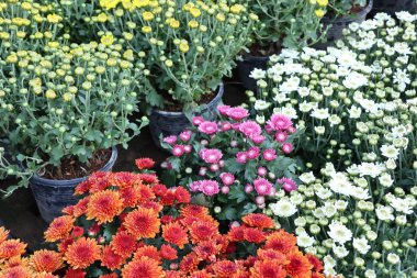 Tropikal kasımpatı çiçeği