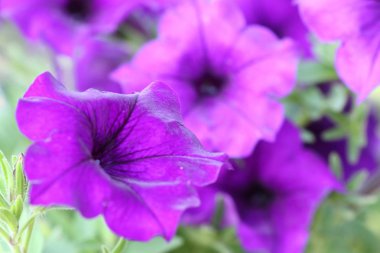 Tropikal Petunya çiçeği.