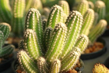 Tropikal güzel kaktüs