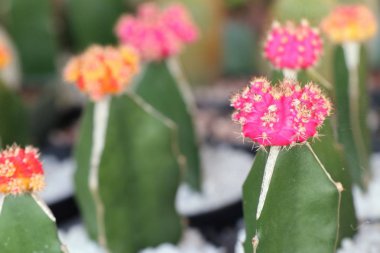 Tropikal güzel kaktüs