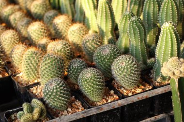 Tropikal güzel kaktüs