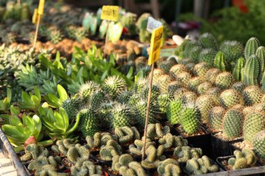 Tropikal güzel kaktüs