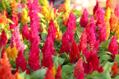 tropikal Cockscomb çiçek