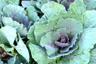 Tropikal bahçede lahana