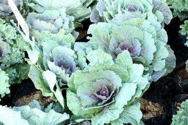 Tropikal bahçede lahana